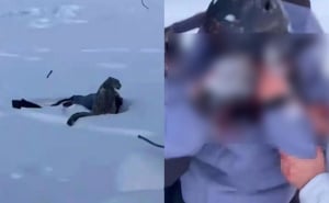 Uznemirujući video: Skijašicu napala rijetka zvijer jer je pokušala s njom napraviti - selfie