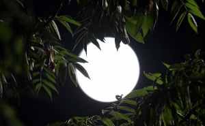 Pun Mjesec 1. februara donosi nove prilike za 4 znaka Zodijaka: Provjerite da li ste među njima