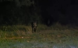 Lutaju među kućama, Zadranin objavio snimku bliskog susreta: "Da se nisam pomaka', napali bi me"