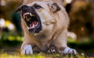 Užas u Tesliću: Pas napao i ugrizao djevojčicu