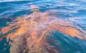 Nevjerovatan ulov u Jadranu: "Borba je bila zanimljiva, 20 minuta je trajala"