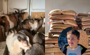 Zoo Bambi obradovao dječaka Ahmeta iz Kladnja: Poklonili mu životinje i hranu