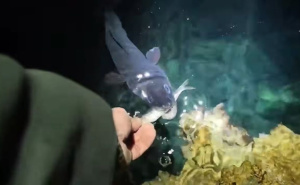 Snimak s Jadrana: Ugor izašao na površinu i jeo srdelu iz ruke