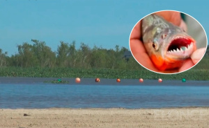 Scene kao iz horor filma: U napadu pirana povrijeđeno više od 40 ljudi