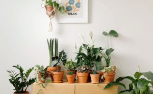 Prestanite sa učestalim greškama: Ako radite ovo, štetite zdravlju svojih biljaka