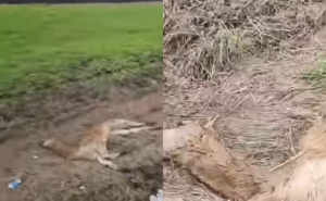 Misterija u bh. susjedstvu: U kanal bačen leš životinje koja ne živi na ovim prostorima