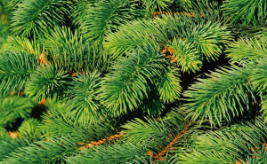 Zimski "melem" za pluća: Kako napraviti čaj i sirup od borovih iglica?