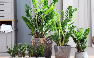 Zovu je biljkom sreće i novca: Ovo trebate uraditi sa zamijom kad joj listovi požute