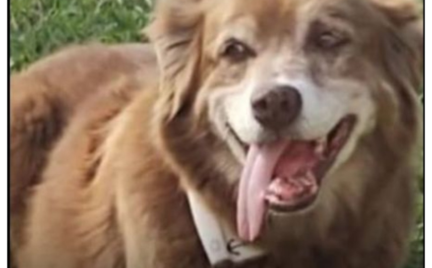 Brazil: Usvojen zakon nazvan po psu koji je 10 godina čuvao grob vlasnice