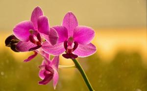 Umjesto vode: Jedan napitak može potaknuti orhideju da ponovo procvjeta