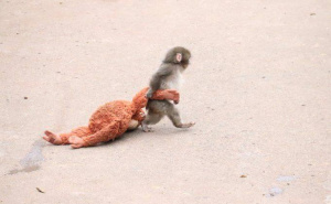 Upoznajte Puncha — makakija iz japanskog zoološkog vrta s teškom pričom