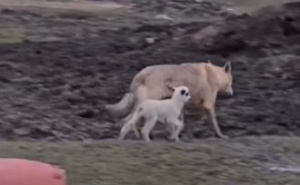 Prizor koji je rasplakao mnoge: Prijateljstvo vuka i janjeta