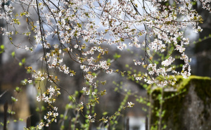 Danas 'udara' prvo džemre: Znate li šta to znači?