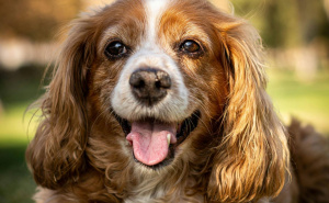 Veterinar upozorava: Kako osigurati mentalno zdravlje psa?