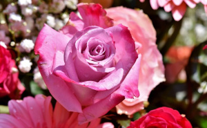 Kako pripremiti ruže za proljetnu sezonu