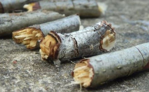 Ljudi se muče pronaći insekta na ovoj fotografiji. Vidite li ga vi?