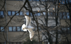 Objavljena prognoza do 5. marta: Bit će i minusa i kiše, ali i sunca i 15 stepeni