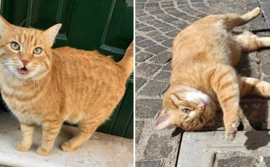 Rossini, mačak koji je iz Bosne i Hercegovine 2013. stigao u Italiju, uginuo nakon nesreće