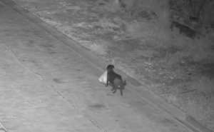 Pas "uhvaćen" kako baca smeće: Lukavi plan razotkriven na kamerama