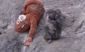 Majmun Punch pronašao sreću: Konačno stekao nove prijatelje