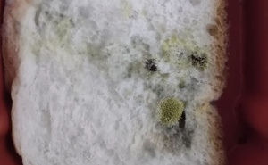 Šta kad vam se pojavi plijesan na hljebu: Eksperti ovo savjetuju