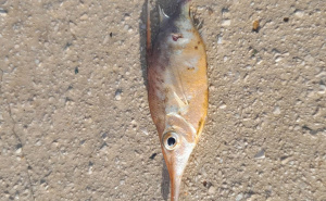 Objavljen i snimak: Rijetko viđena riba ulovljena u Neumu