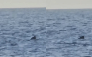 Pogledajte video: Snimljena golema psina na Jadranu