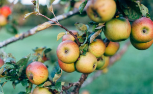Vrijeme je rezidbe jabuka: Ovo su zlatna pravila