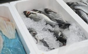 Ovo su najgore vrste ribe: Stručnjaci otkrivaju koje treba izbjegavati