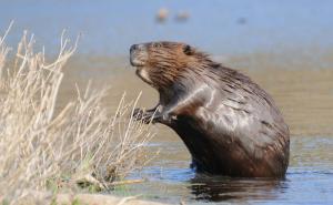 Nesvakidašnji prizor u Banjoj Luci: Dabar bezbrižno plivao u Vrbasu