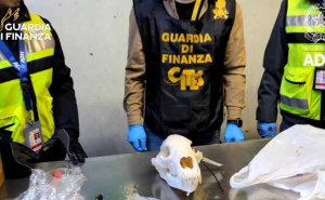 Pošiljka iz BiH presretnuta na granici u Italiji: Carinici otkrili skrivenu lobanju medvjeda