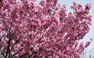 Narodni kalendar | Danas je udarilo "treće džemre": Šta to znači i koji period sada slijedi?