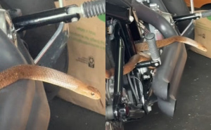 Ušao u garažu pa zatekao veliku zmiju: Trenutak neopreza mogao ga koštati života