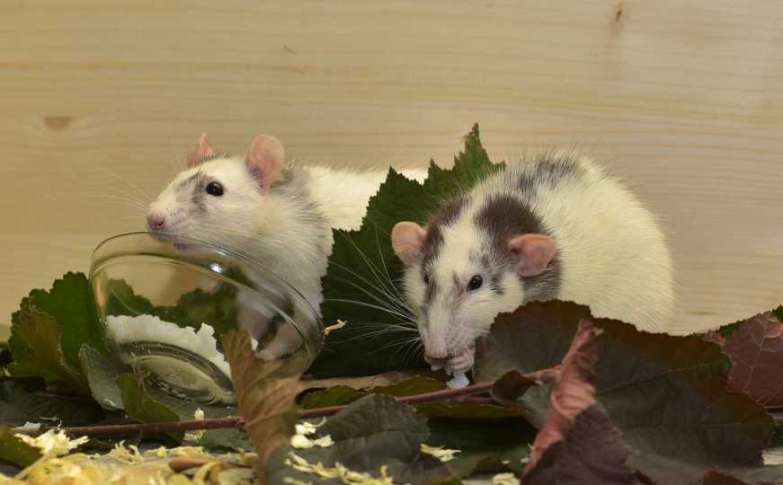Važno za sve koji imaju vrt: Kako da spriječite infestaciju glodara?