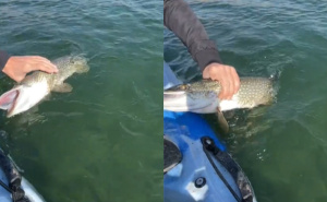 Ribar uhvatio "neman iz Svitave": Nevjerovatan ulov privukao veliku pažnju ljubitelja ribolova