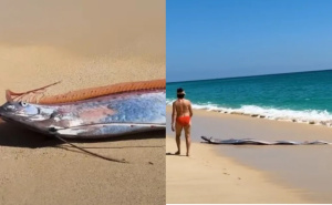 "Ribe sudnjeg dana" nasukale se na plaži u Meksiku, ljudi u šoku: "Je li ovo stvarno?"