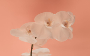Tajna bujnih orhideja: Jednostavne navike koje donose predivno cvijeće