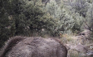 Na ovoj fotografiji krije se puma: 90 posto ljudi je ne uspije pronaći za 10 sekundi, možete li vi?