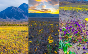 Jednom u deset godina: Pustinjski pejzaž Dolina smrti prekriven tepihom boja