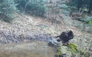 Kamere ga snimile: Opasni predator viđen u blizini BiH