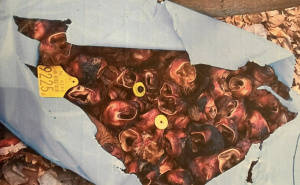 Afera "goveđe uši" | Ljubiša Petrović objavio fotografije i imena i poručio: "Komšije, nećemo tako"