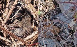 Otac i sin u šumi naišli na gnijezdo poskoka i sve snimili: "Šetnja koja se ne zaboravlja"