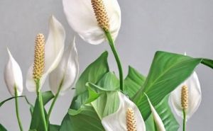 Mart je mjesec rasta spatifiluma: Obavite ove male trikove i uživajte u cvjetnoj raskoši