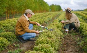 Vrtlari upozoravaju: Ne orezujte ovih 5 popularnih grmova u martu, uništit ćete cvatnju