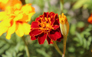 Kako uzgajati kadife u svom vrtu: Savjeti za sjajno cvjetanje