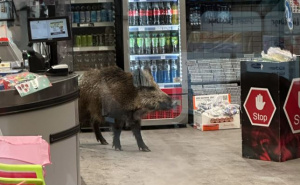 Drama u Berlinu: Vepar lutao po šoping centru, policija ga izbacivala tri sata