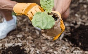 Mart u bašti i vrtu: Savjeti za sadnju, orezivanje i pripremu tla