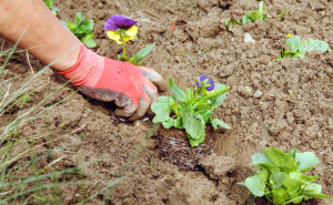 Tajna vrtlara: Dodajte ovo na dno saksije i gledajte kako vaš vrt oživljava