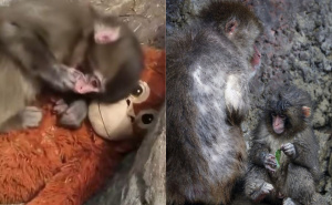 Punch, mali majmun sa plišanom igračkom konačno ima prijatelje