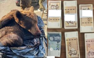 Pogledajte šta su pokušali prenijeti preko granice: Morali su platiti skoro 13 hiljada maraka kazne